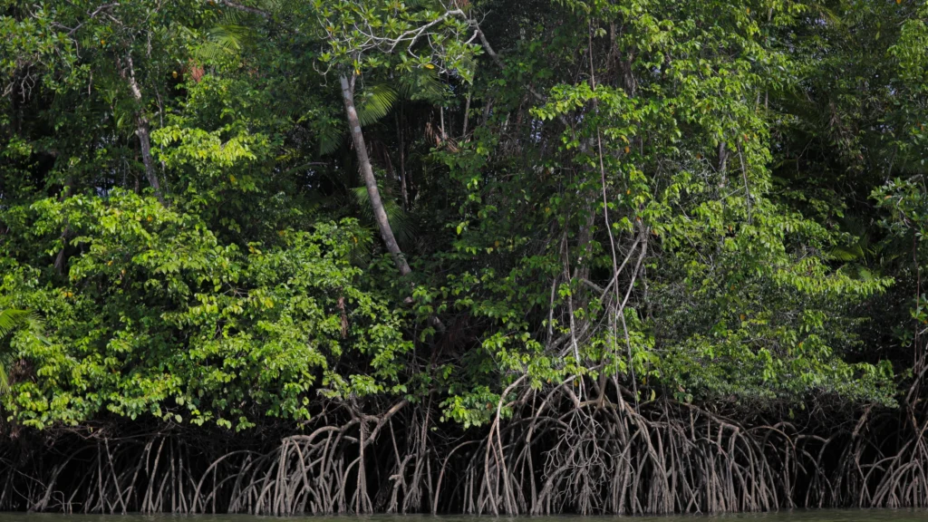 Carbono Azul: O Papel Vital do Oceano na Regulação do Clima Global