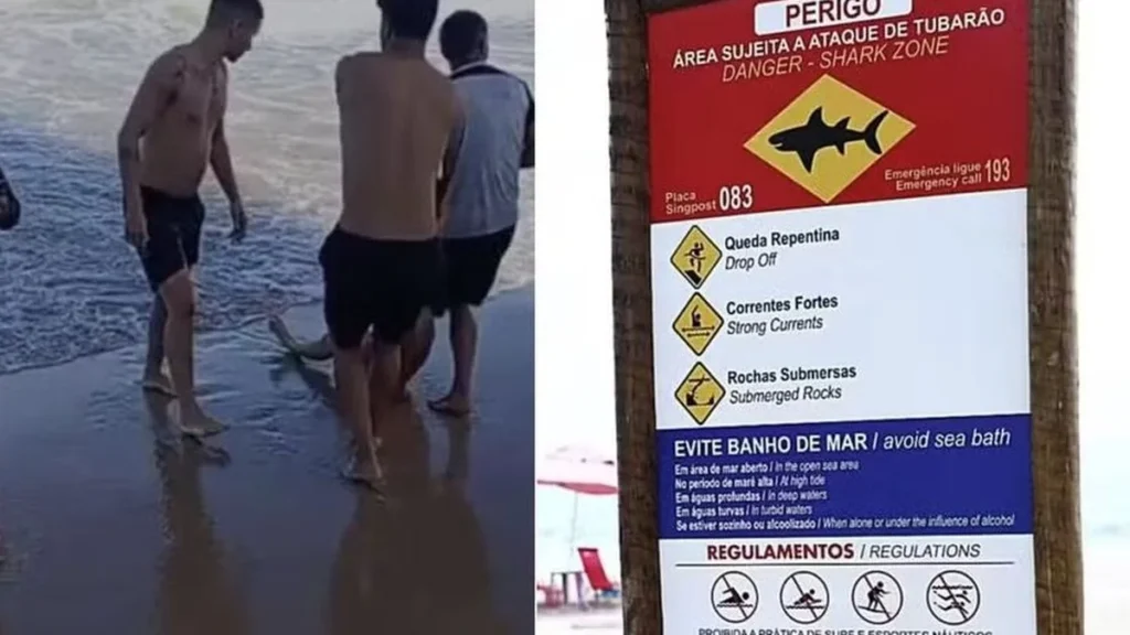 Vítimas de ataques de tubarão em Recife recebem alta da UTI e seguem tratamento especializado Vítimas de ataques de tubarão em Recife recebem alta da UTI e seguem tratamento especializado