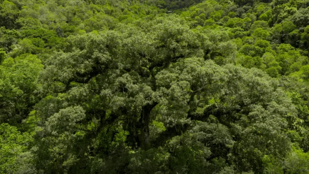 Sustentabilidade para o Mundo, Supressão para Pernambuco: O Paradoxo Ambiental no Estado